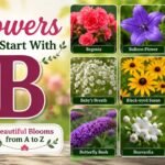 Flowers That Start With B