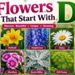Flowers That Start With D
