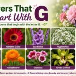 Flowers That Start With G
