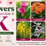 Flowers That Start With K