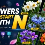 Flowers That Start With N