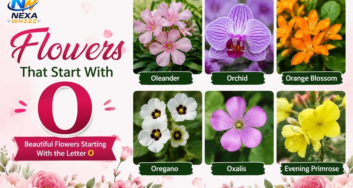 Flowers That Start With O