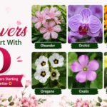 Flowers That Start With O