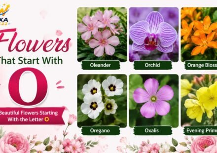 Flowers That Start With O