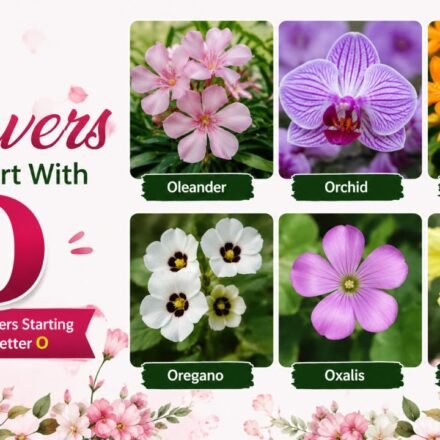 Flowers That Start With O
