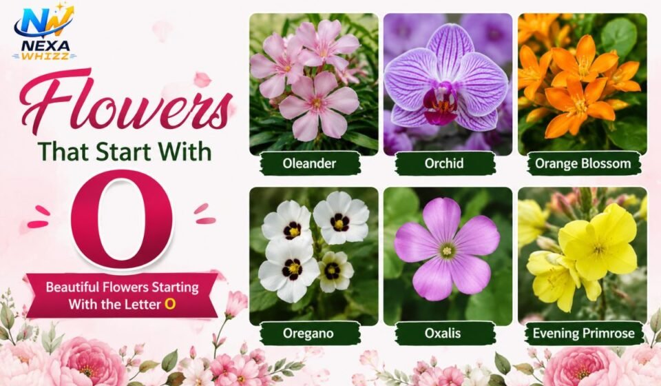 Flowers That Start With O