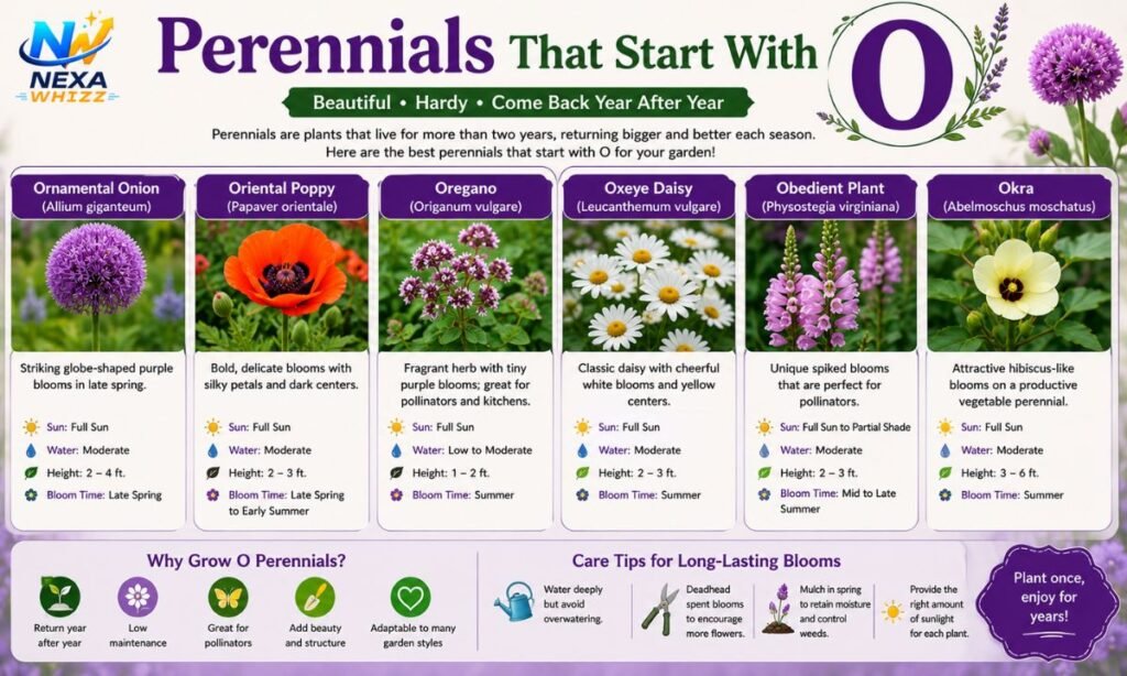 Perennials That Start With O