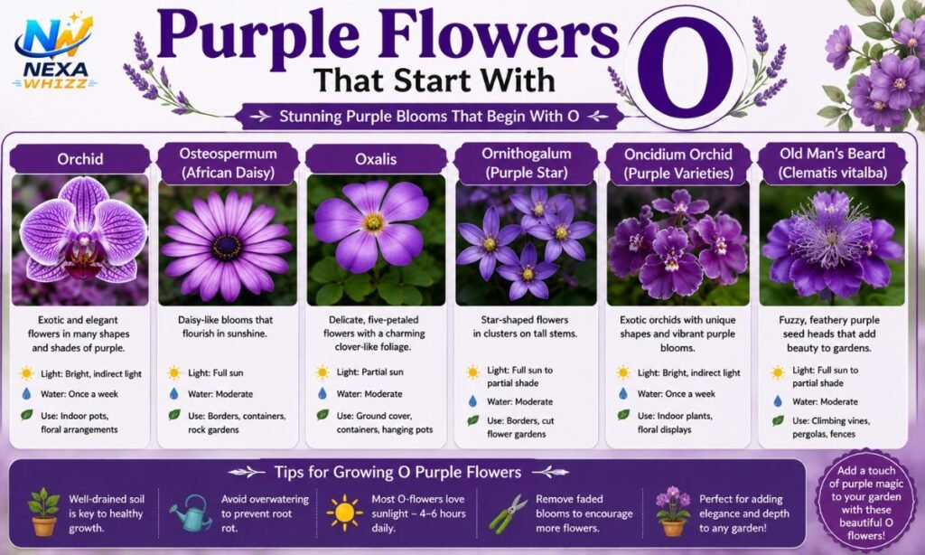 Purple Flowers That Start With O