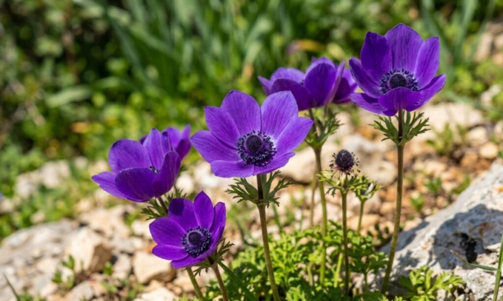 Rare Flowers That Start With A