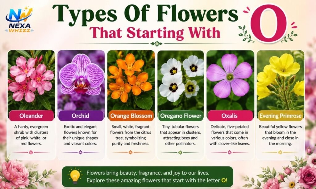 Types Of Flowers That Starting With O